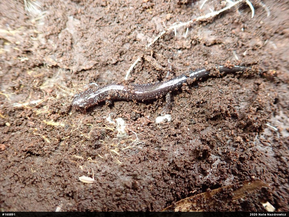 Eastern Red-backed  Salamander