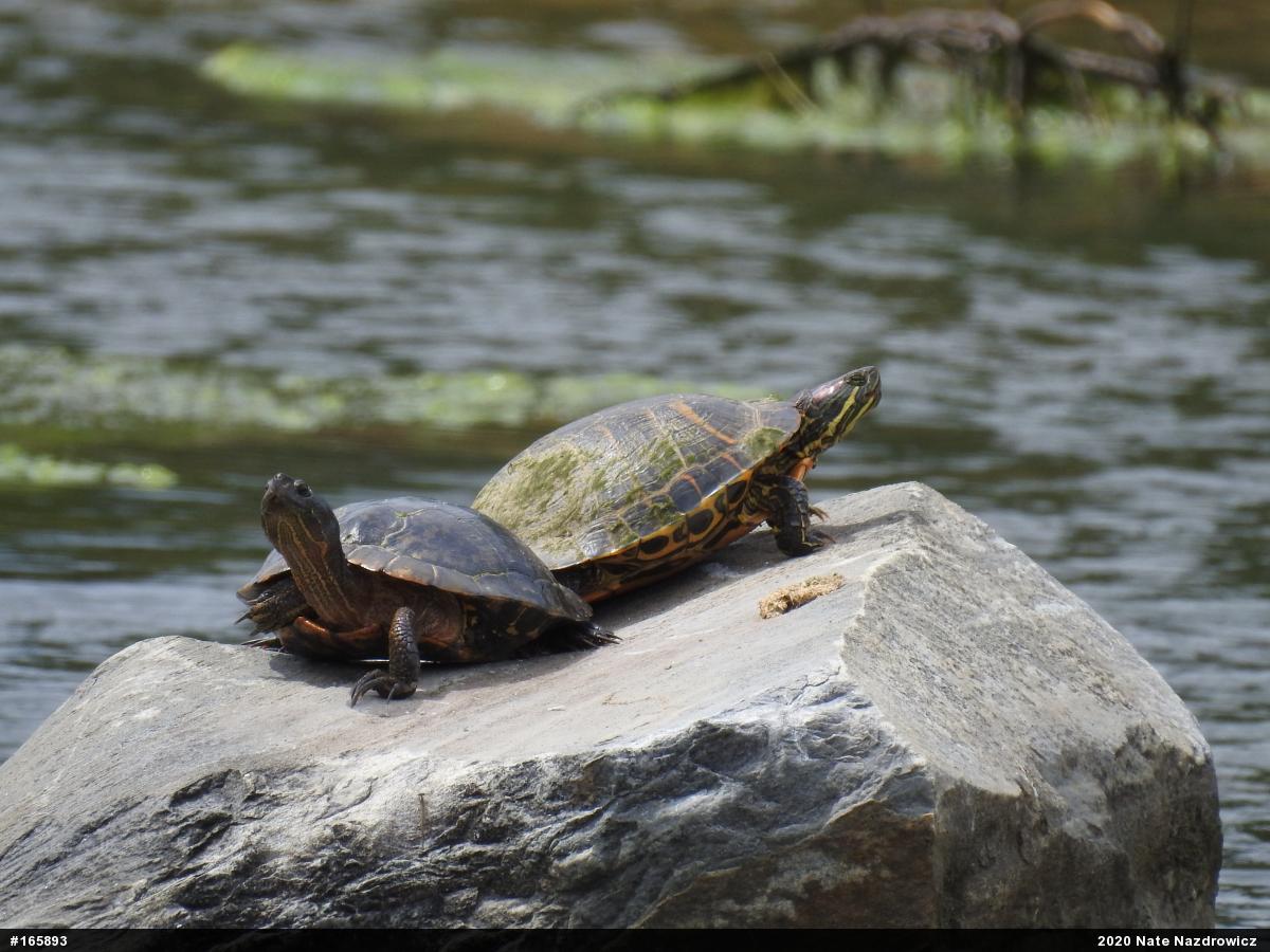 Red-eared Slider