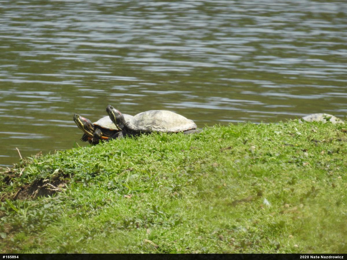 Red-eared Slider