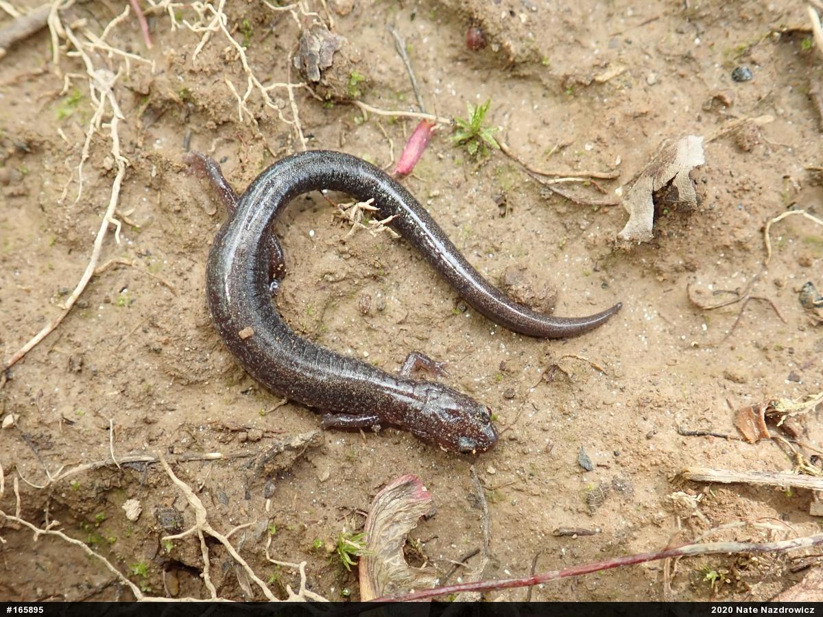 Eastern Red-backed  Salamander