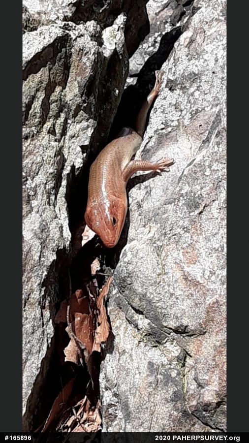 Skinks