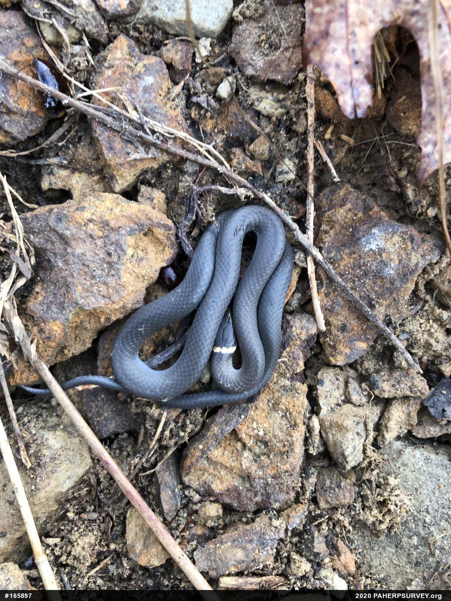 Northern Ring-necked Snake