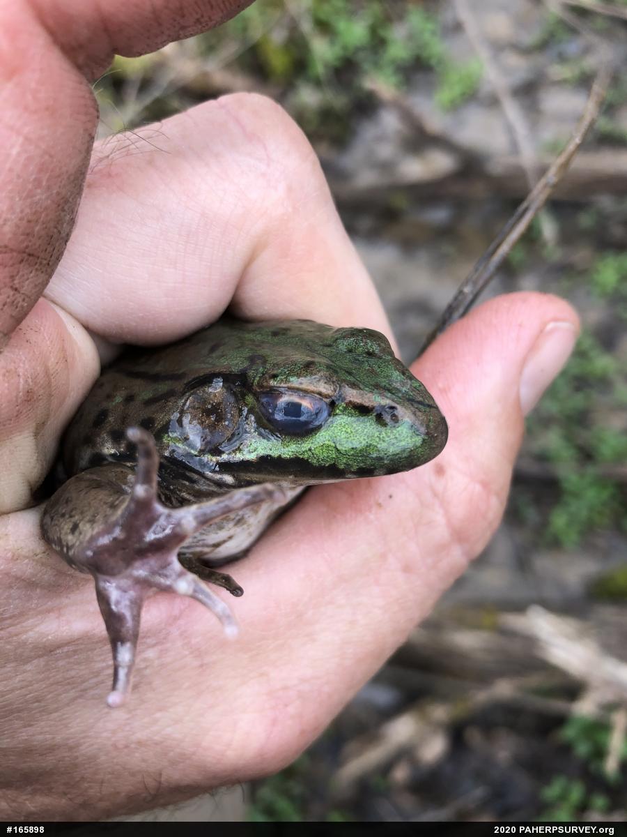 Green Frog