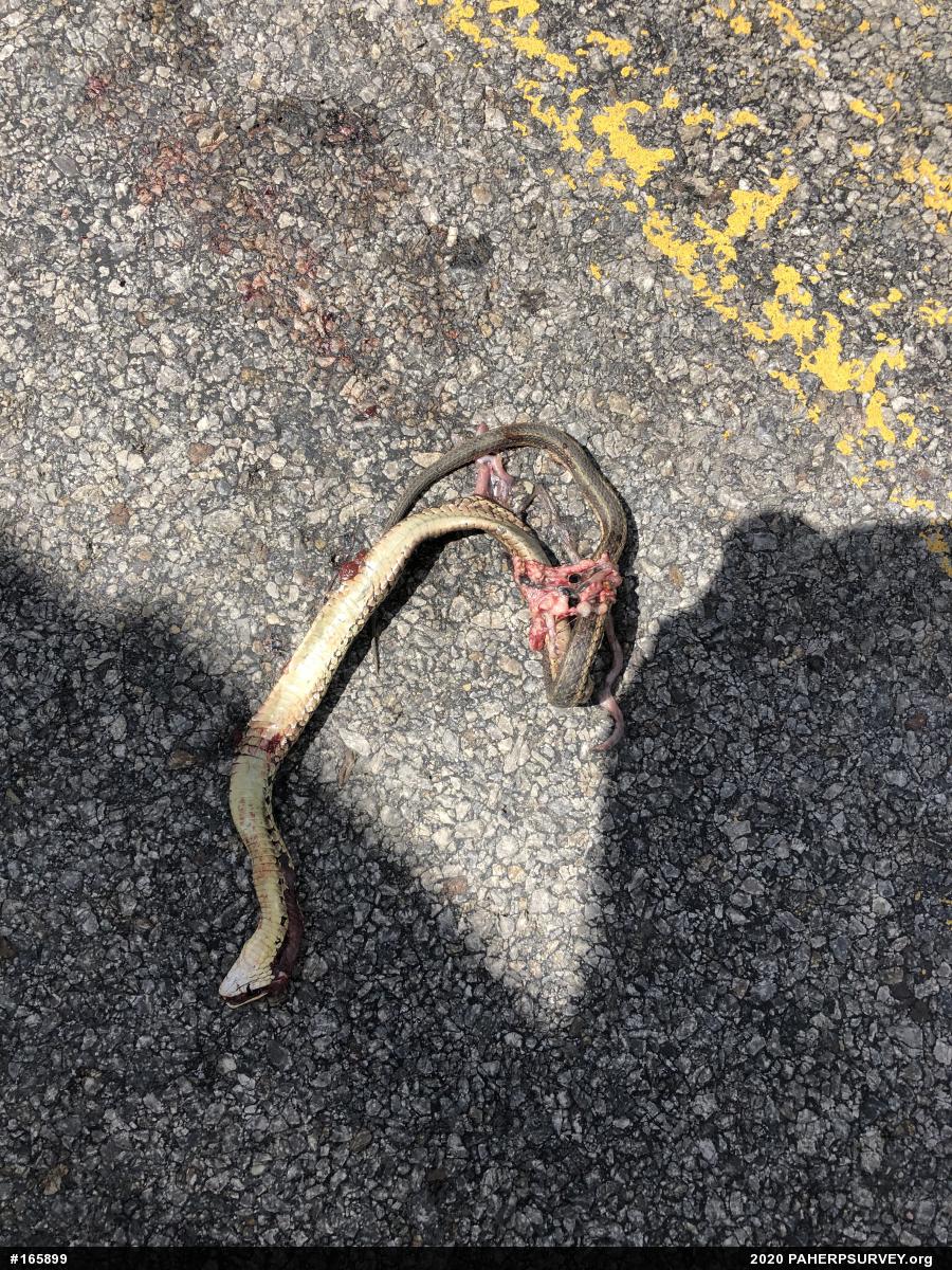 Eastern Gartersnake