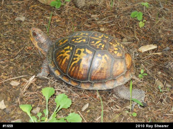 Eastern Box Turtle