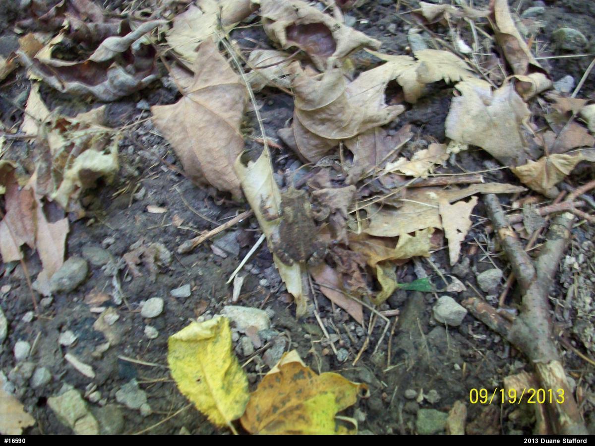 Eastern American Toad