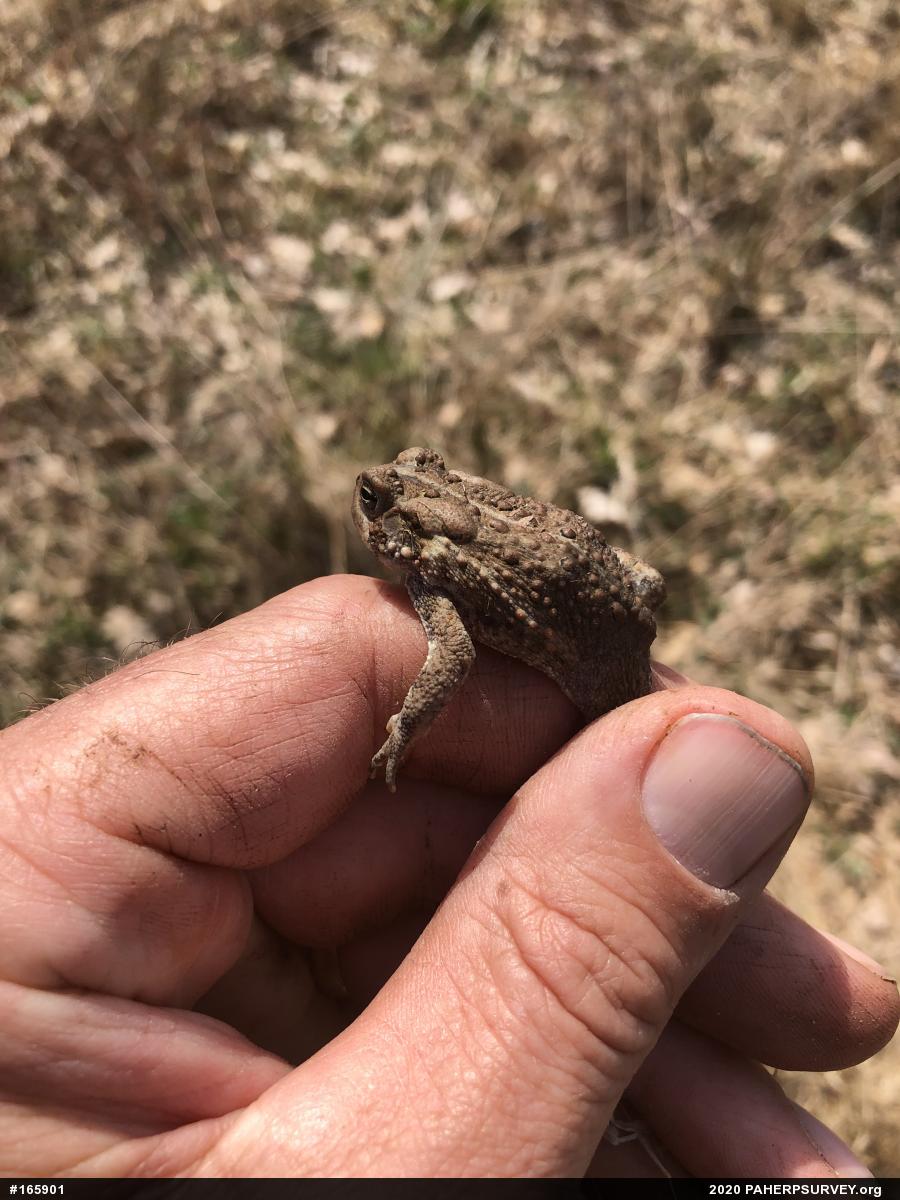Eastern American Toad