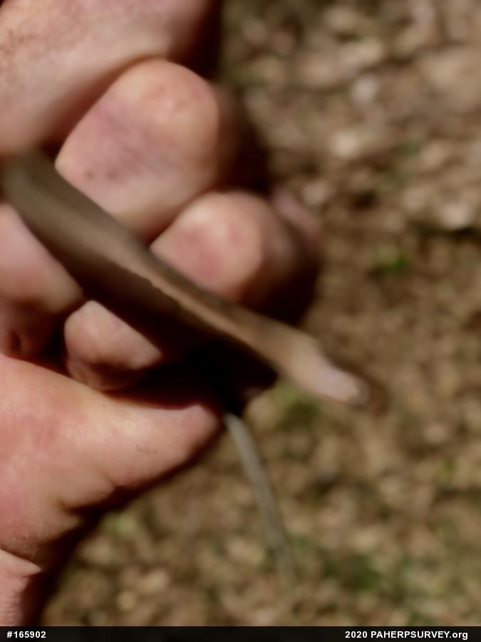 Shorthead Gartersnake