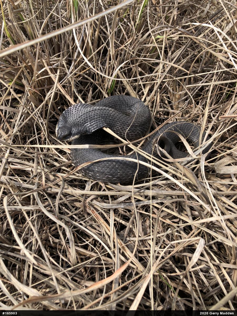 Eastern Hog-nosed Snake