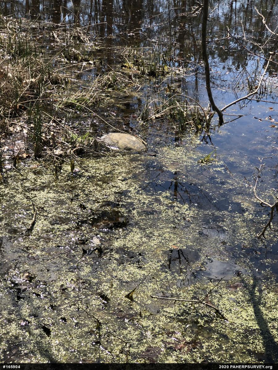Snapping Turtle