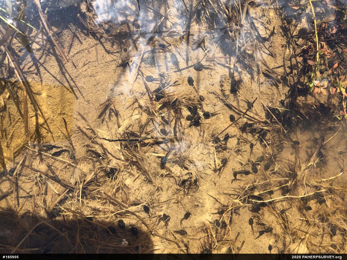 Wood Frog