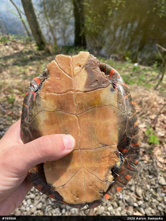 Midland Painted Turtle
