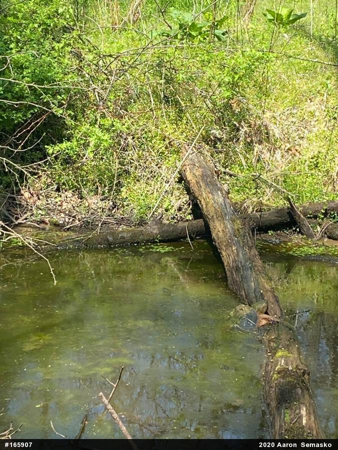 Snapping Turtle