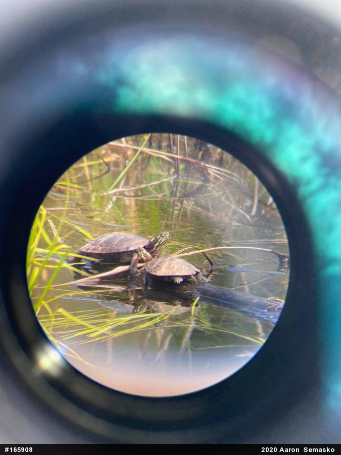 Painted Turtle