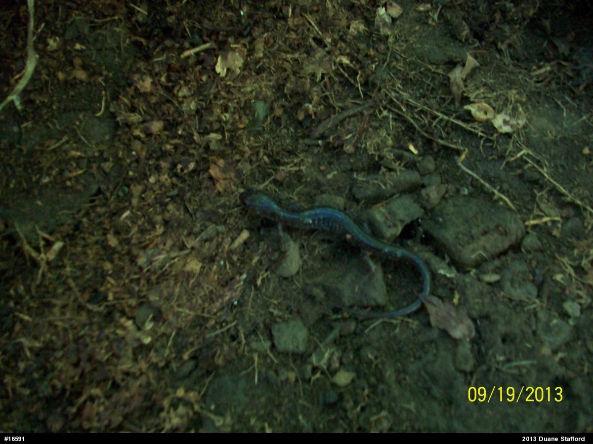 Wehrle's Salamander