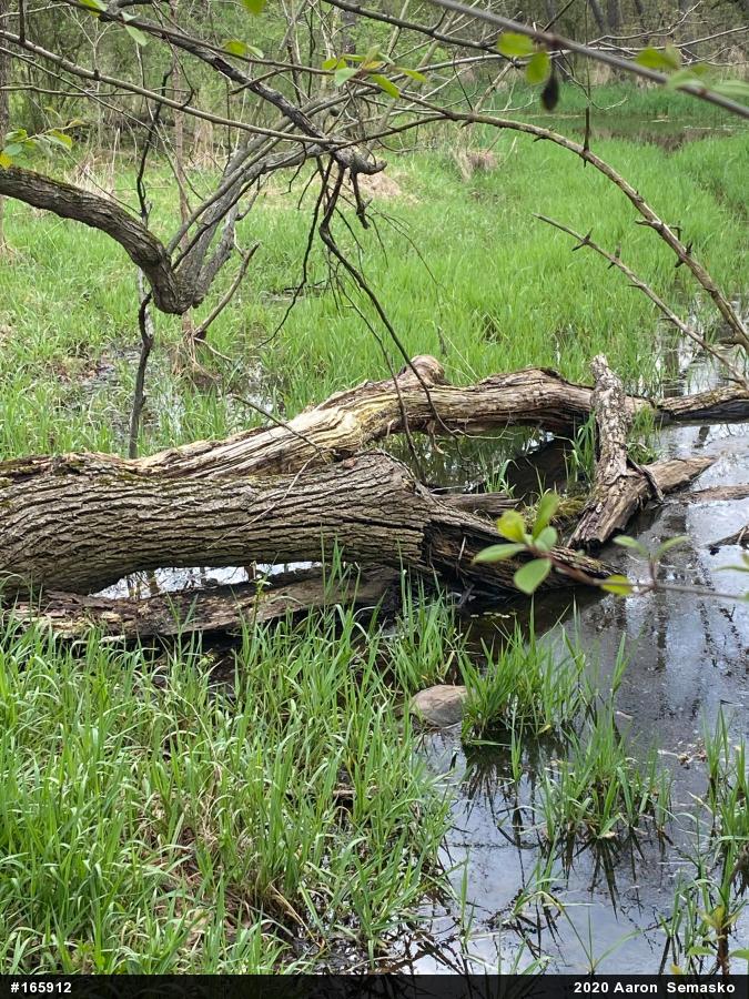 Snapping Turtle