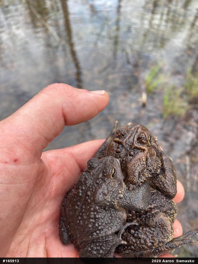 Eastern American Toad