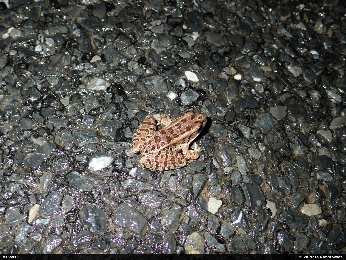 Pickerel Frog