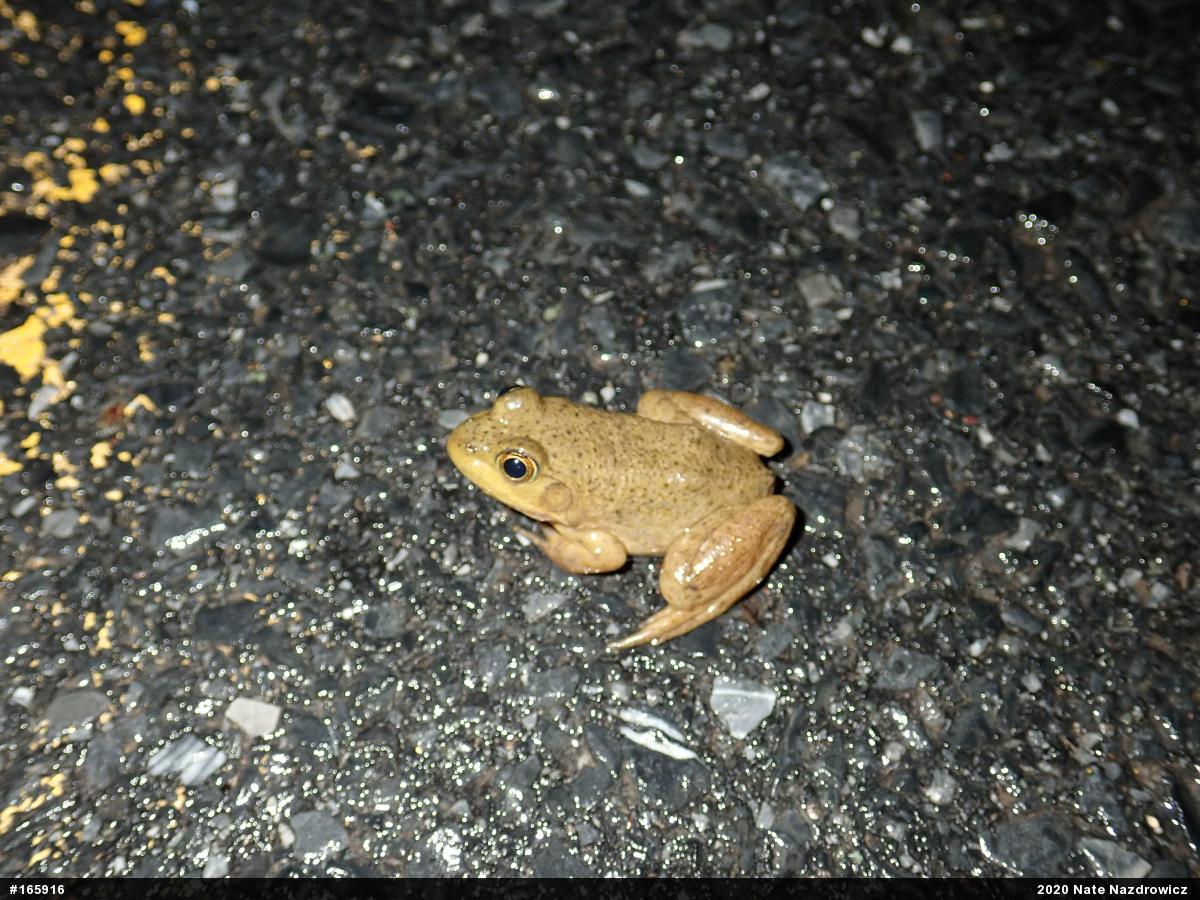 American Bullfrog
