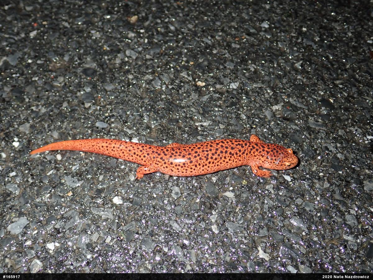 Northern Red Salamander