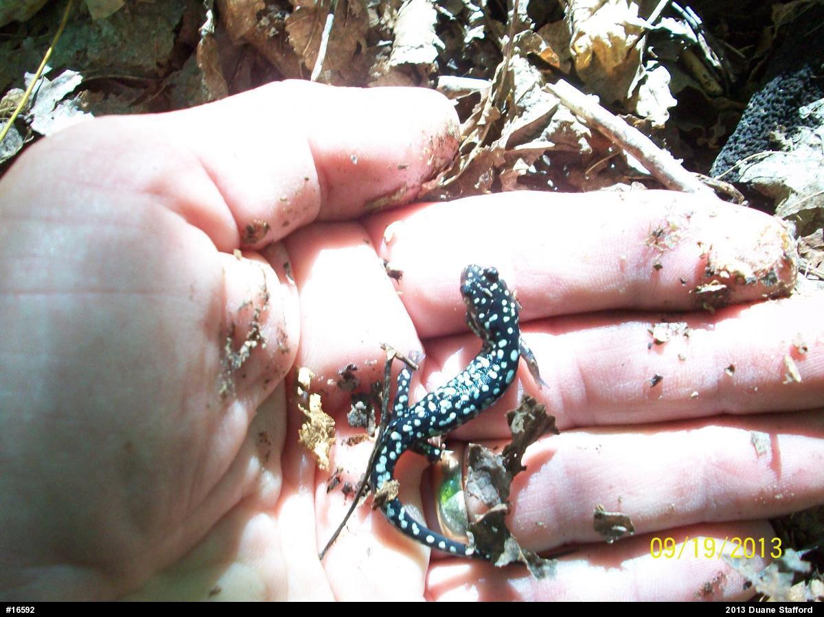 Northern Slimy Salamander