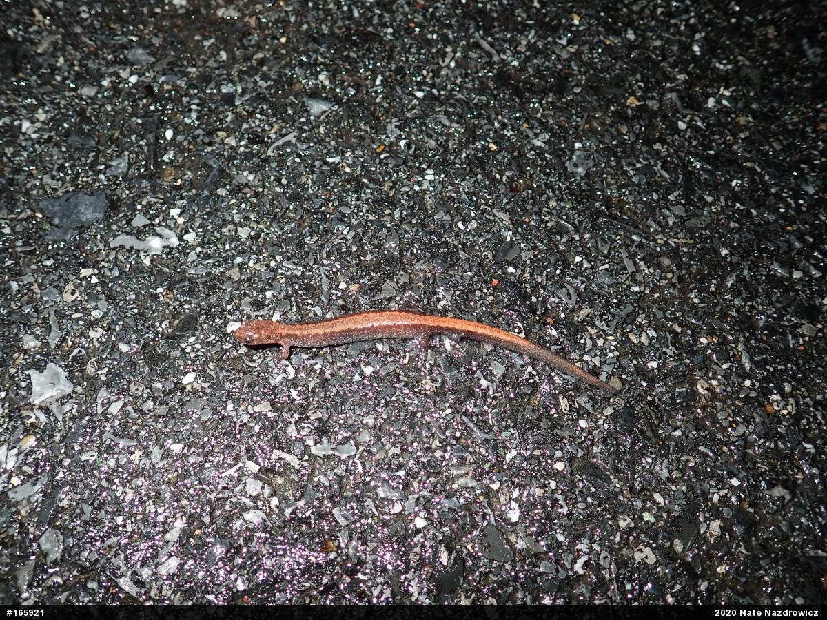 Eastern Red-backed  Salamander
