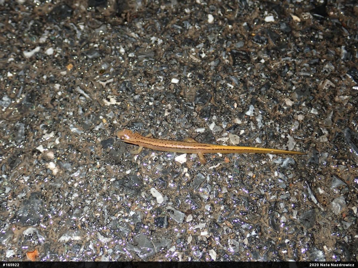 Northern Two-lined Salamander