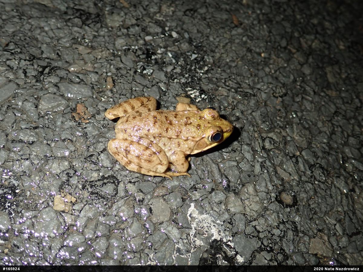Green Frog