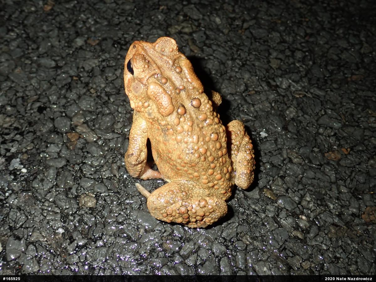Eastern American Toad
