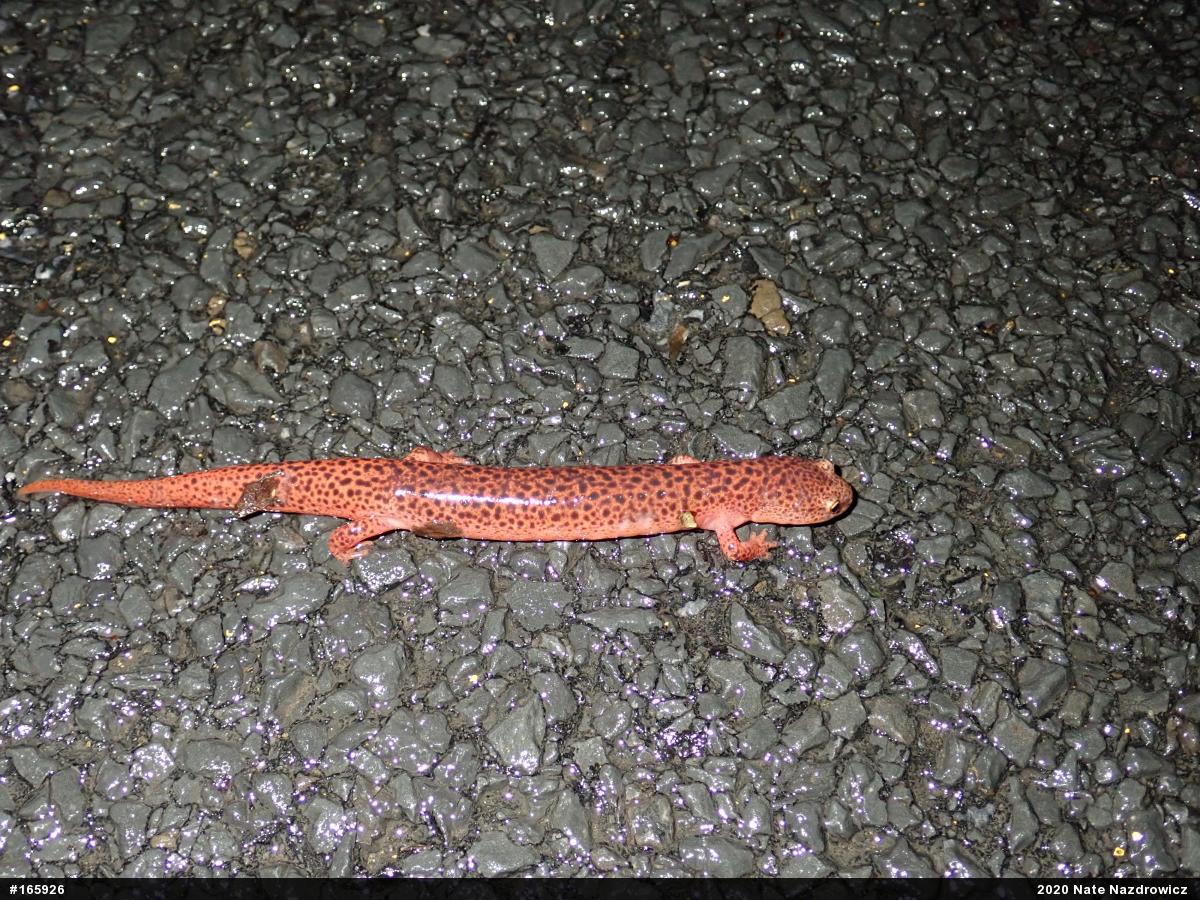 Northern Red Salamander