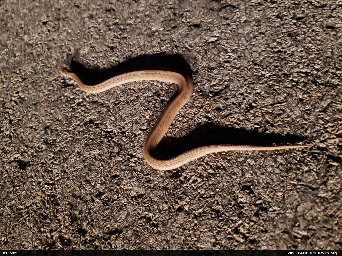 Dekay's Brownsnake