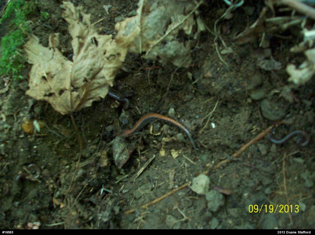 Eastern Red-backed  Salamander