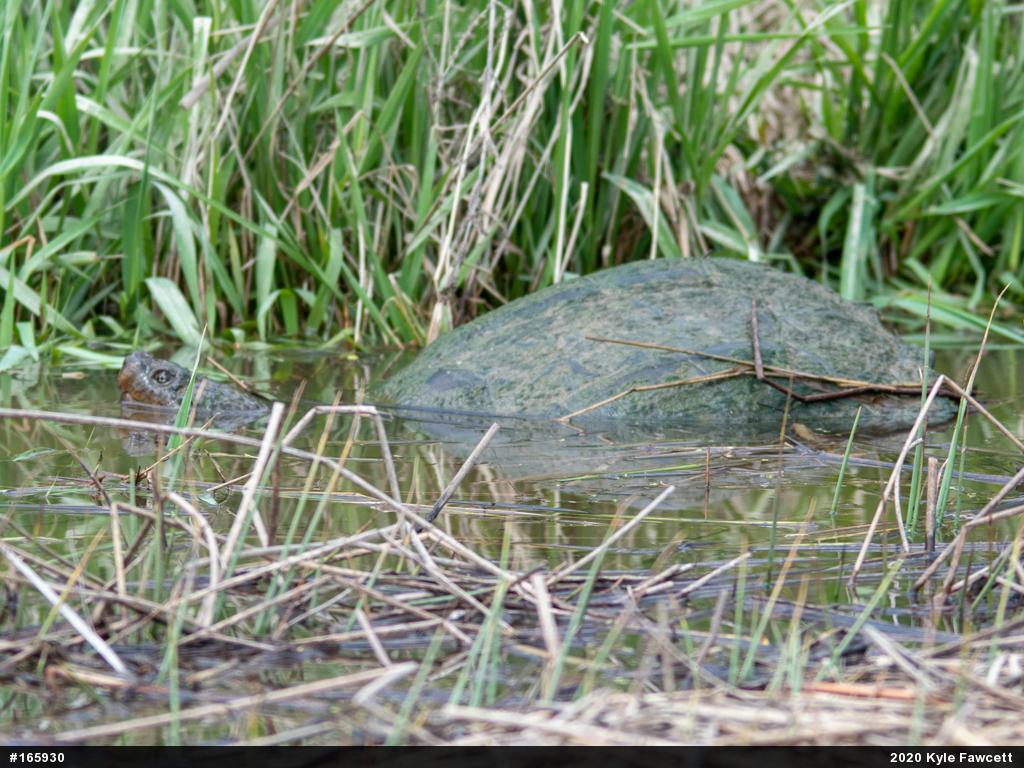 Snapping Turtle