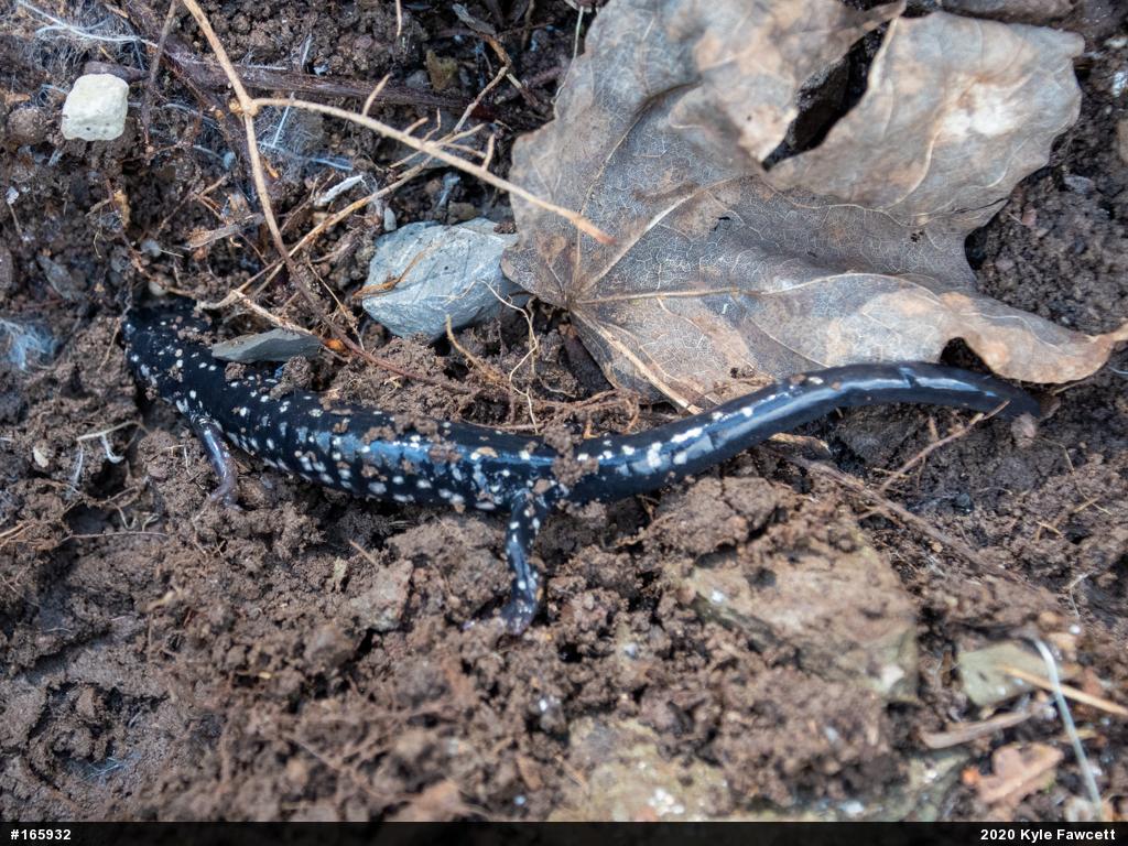 Northern Slimy Salamander