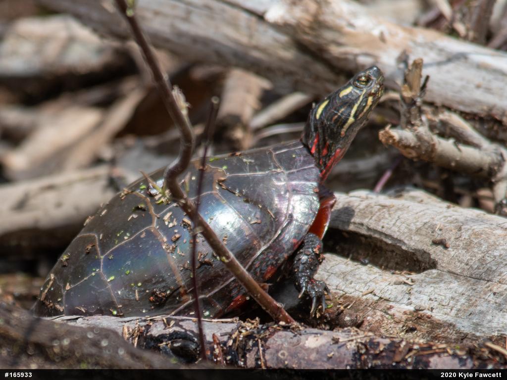 Painted Turtle