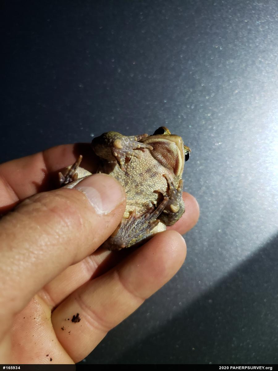 Eastern American Toad