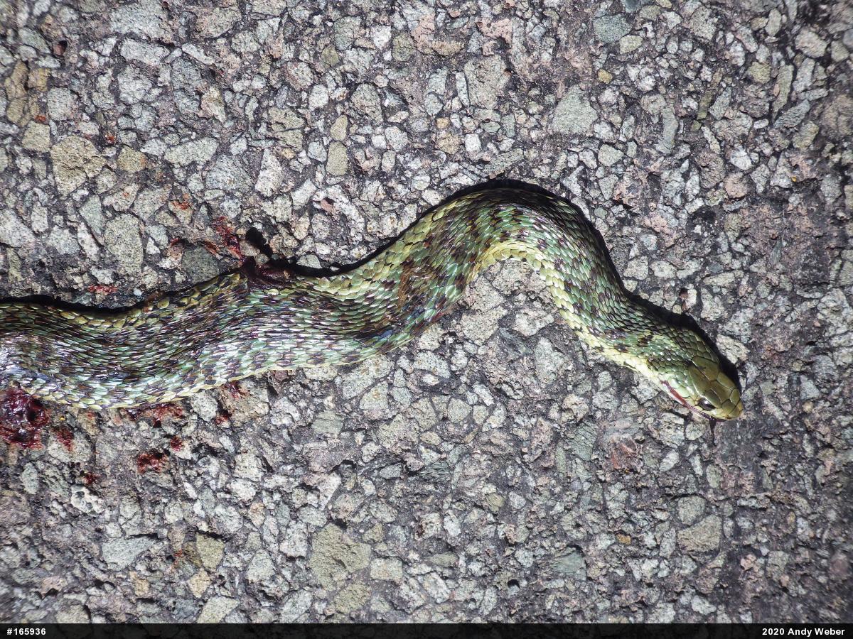 Eastern Gartersnake