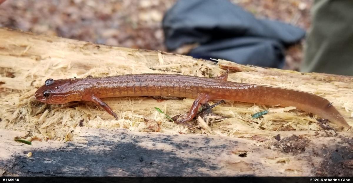 Northern Spring Salamander