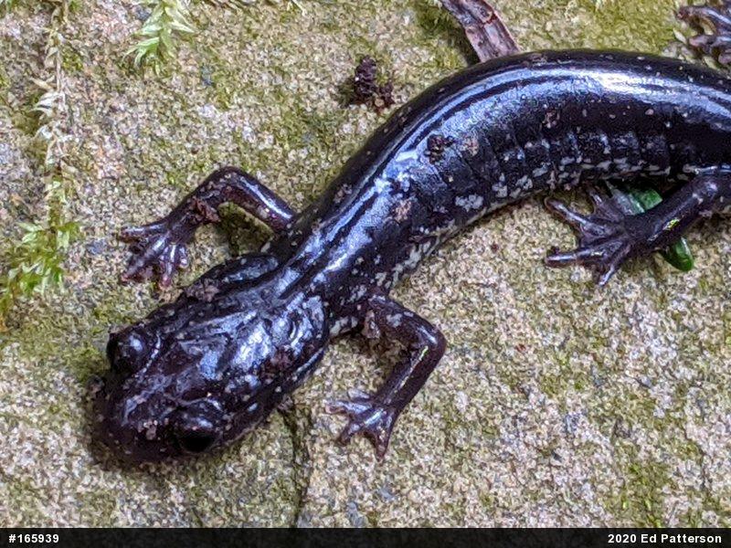 Wehrle's Salamander
