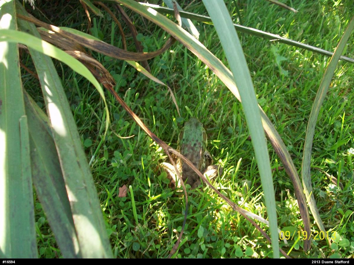 Green Frog
