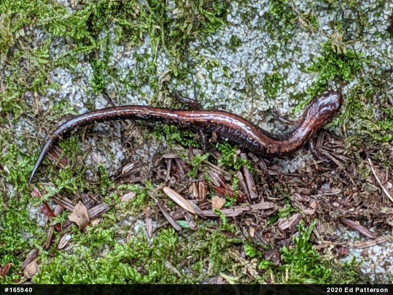 Eastern Red-backed  Salamander