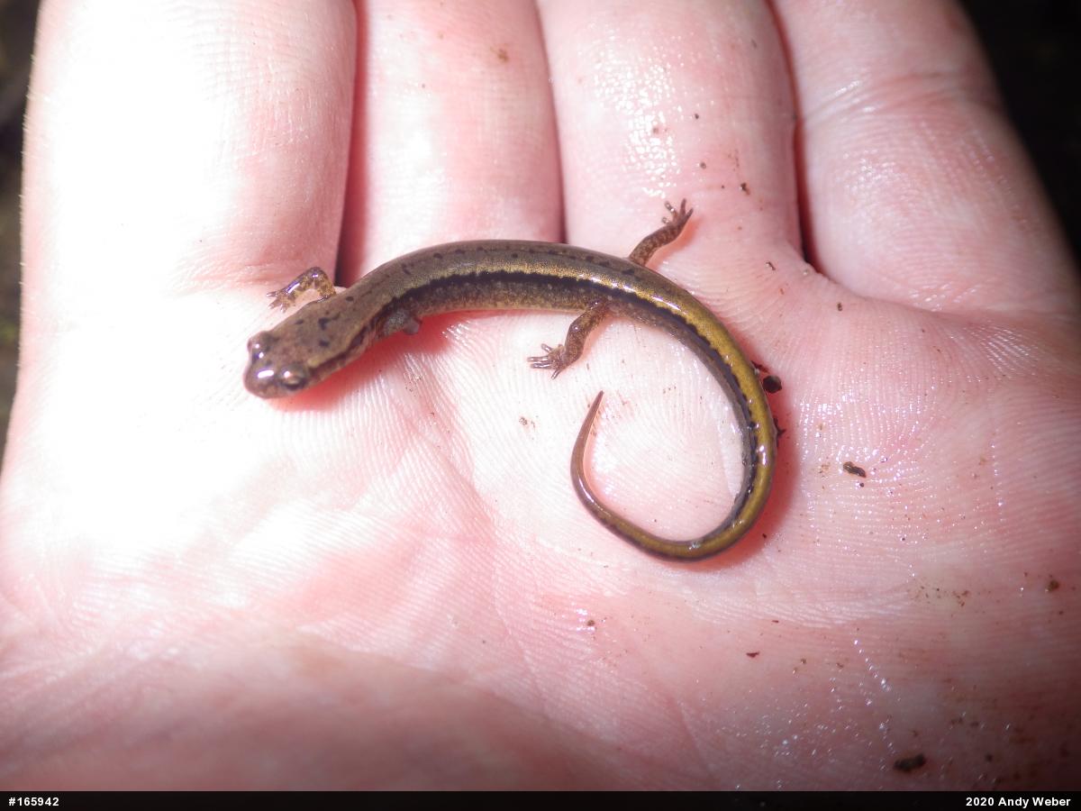 Northern Two-lined Salamander