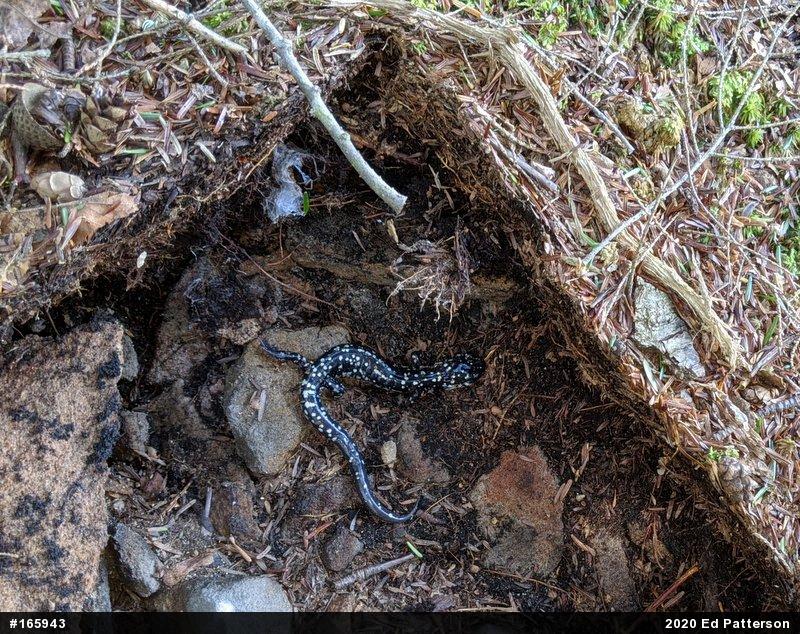 Northern Slimy Salamander