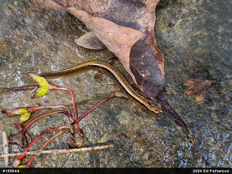 Northern Two-lined Salamander
