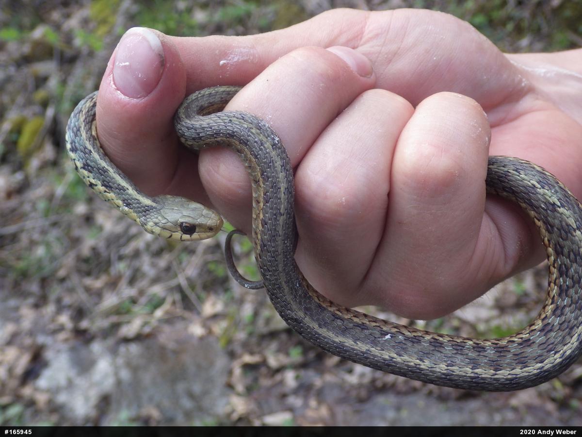 Eastern Gartersnake