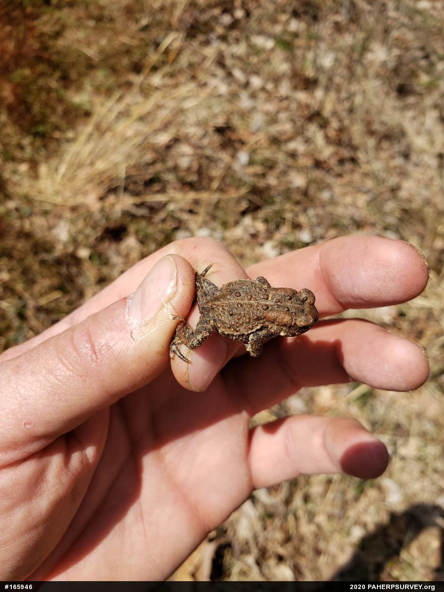 Eastern American Toad