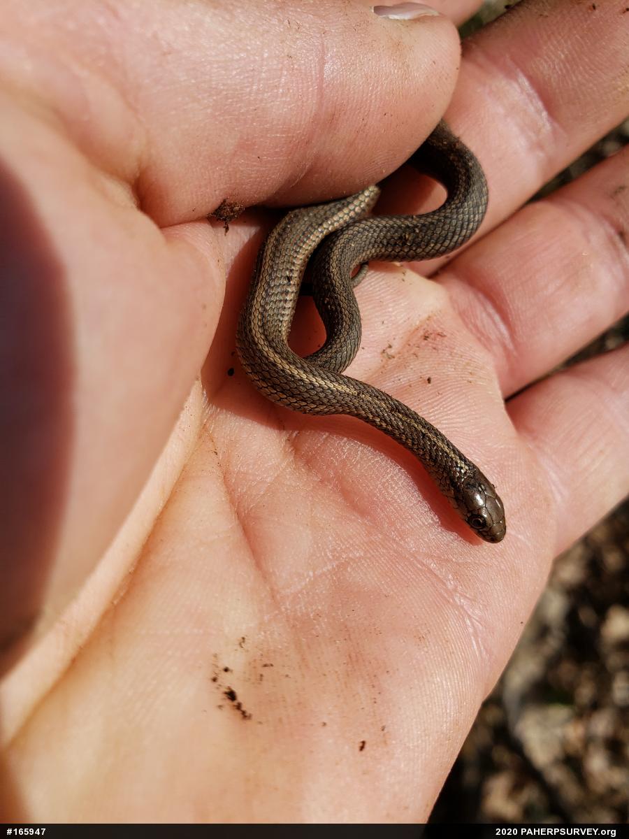 Shorthead Gartersnake