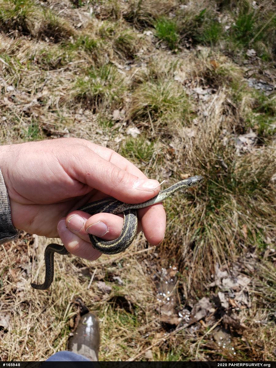 Eastern Gartersnake