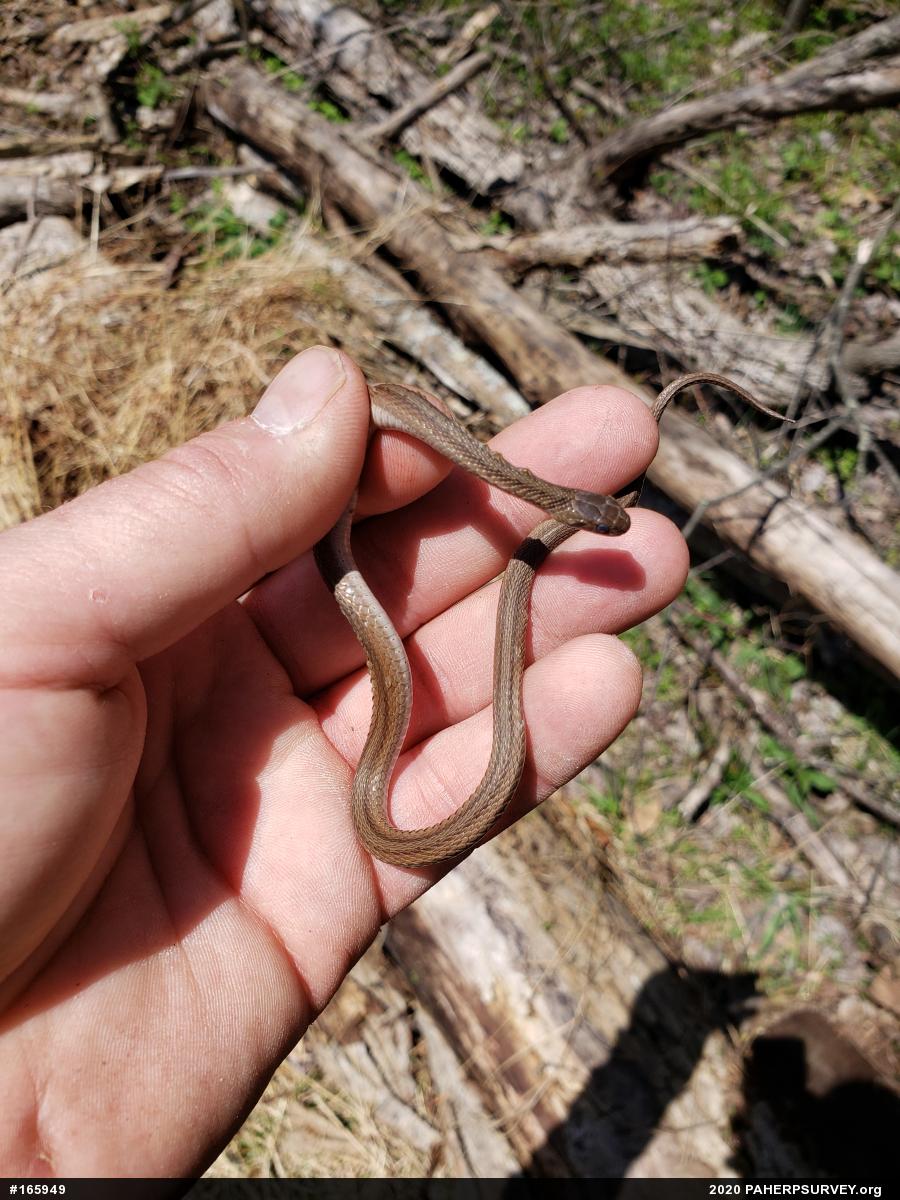 Dekay's Brownsnake