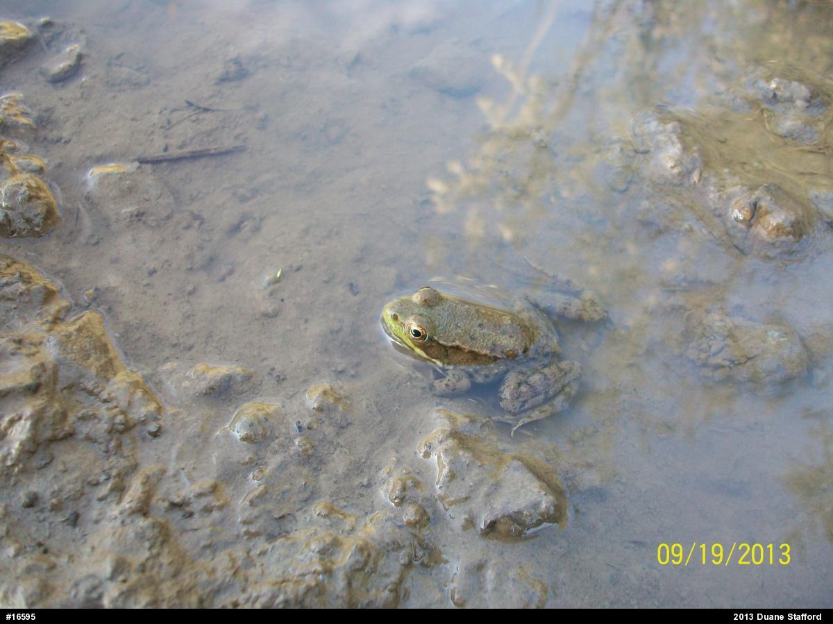 Green Frog